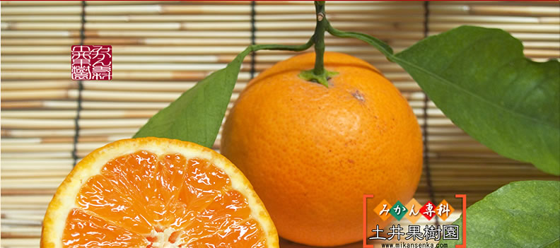 清美タンゴールみかん苗木　レモンの横に♪　清美オレンジ